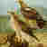 Booted Eagle